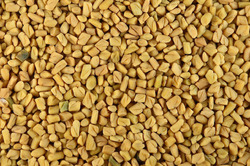 Manufacturers Exporters and Wholesale Suppliers of Fenugreek Seeds Patan Gujarat